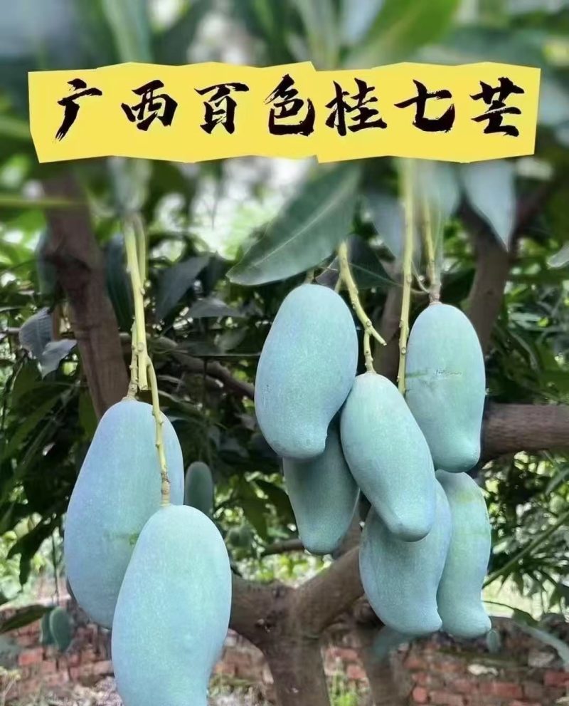 桂七芒果产地发货新鲜采摘一级大果礼盒装全国供应链各种电商平