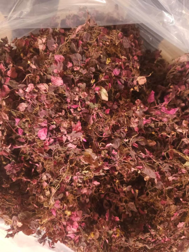 野生风柜斗草，风鼓草，风窝草，褚头红水洗干净，咪酸