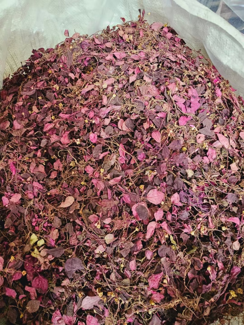 野生风柜斗草，风鼓草，风窝草，褚头红水洗干净，咪酸
