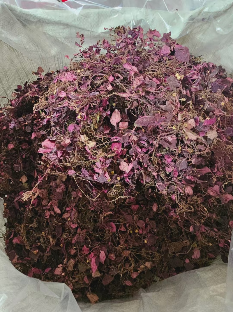 野生风柜斗草，风鼓草，风窝草，褚头红水洗干净，咪酸