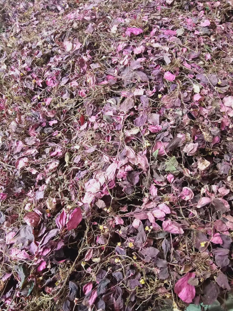野生风柜斗草，风鼓草，风窝草，褚头红水洗干净，咪酸
