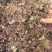 野生风柜斗草，风鼓草，风窝草，褚头红水洗干净，咪酸