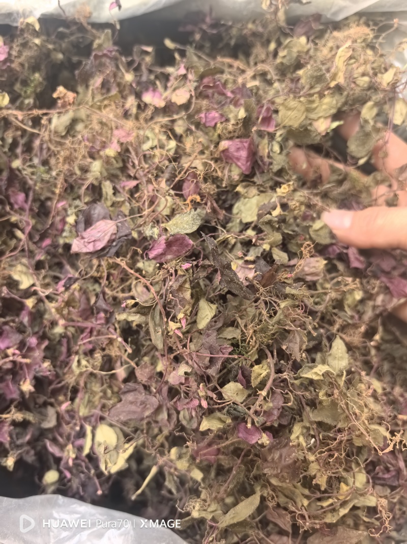 野生风柜斗草，风鼓草，风窝草，褚头红水洗干净，咪酸