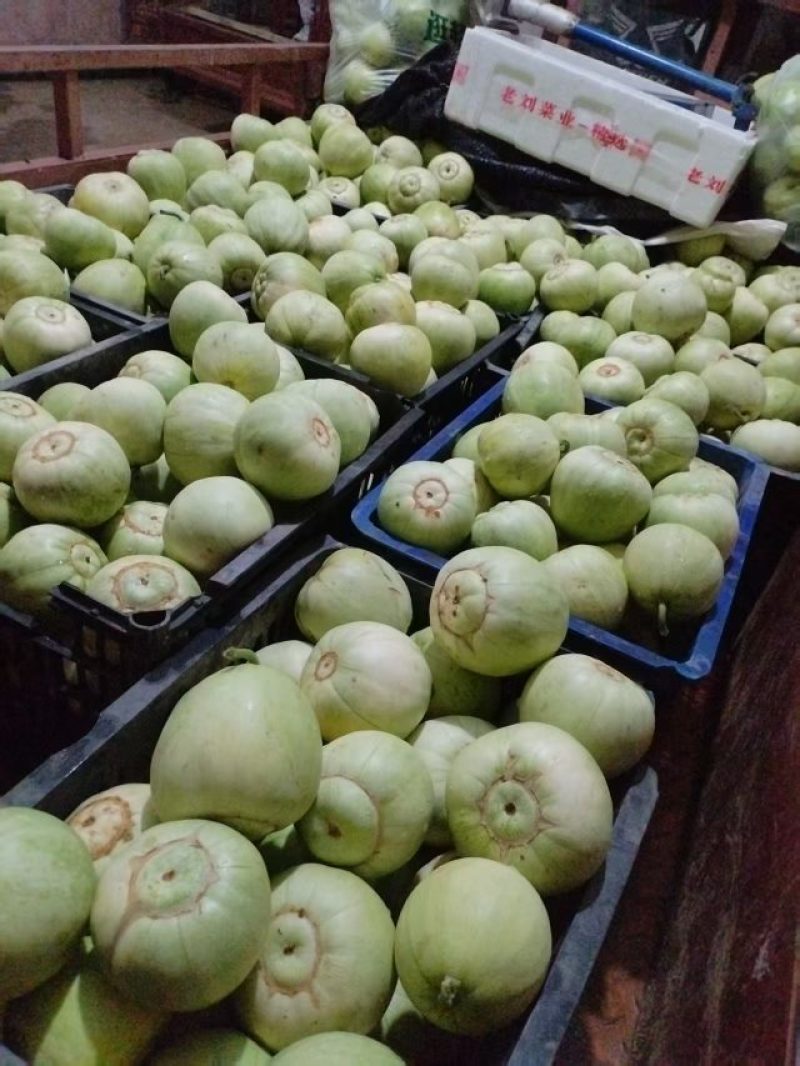 陕西甜瓜，绿宝石甜瓜，品种甜宝：青玉大量上市欢迎来电咨询