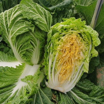 津冠金娃1号娃娃菜种子早熟耐抽苔黄心结球大白菜种籽