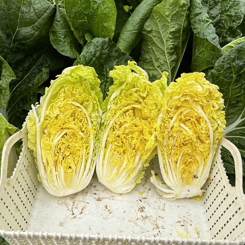 津冠金娃1号娃娃菜种子早熟耐抽苔黄心结球大白菜种籽