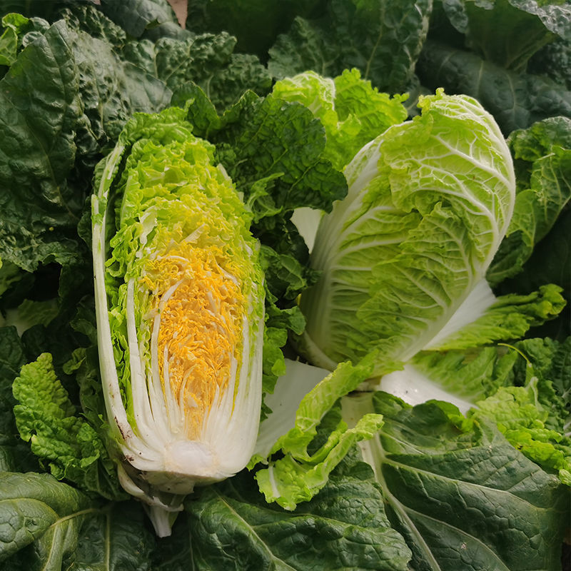 津冠金娃1号娃娃菜种子早熟耐抽苔黄心结球大白菜种籽
