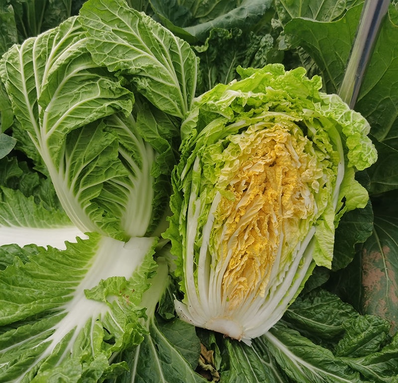 津冠金娃1号娃娃菜种子早熟耐抽苔黄心结球大白菜种籽