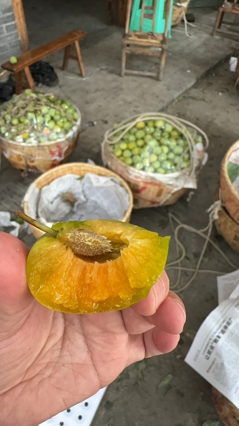 正宗重庆巫山脆李