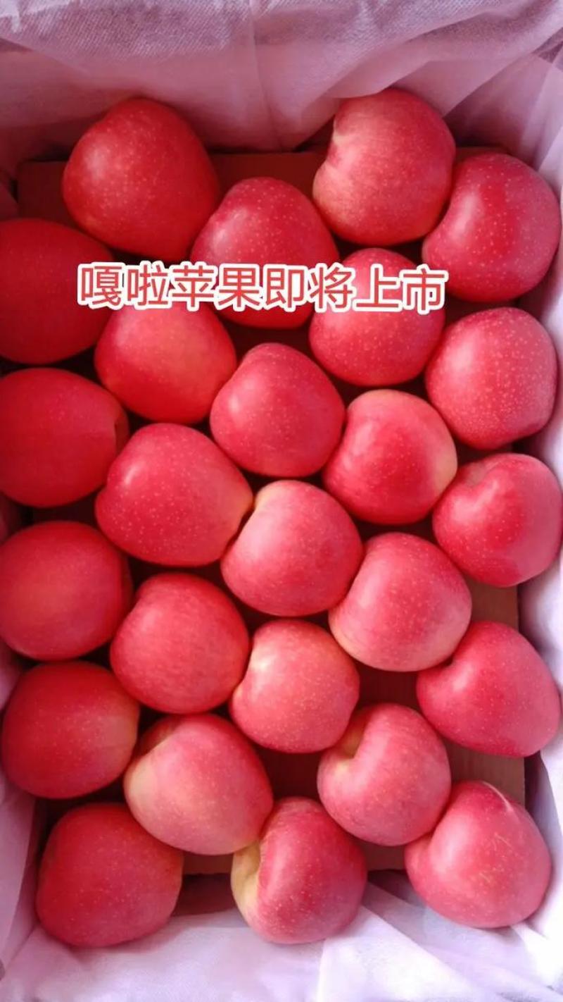 陕西礼泉县嘎拉苹果，大量供应，产地直发，货源充足