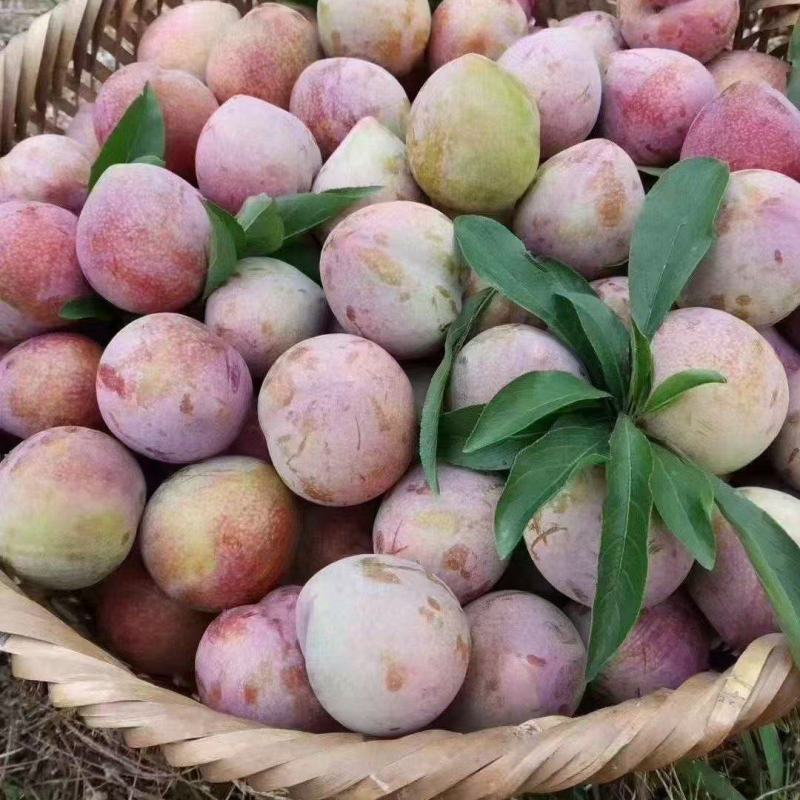 嵊州桃型李，***********