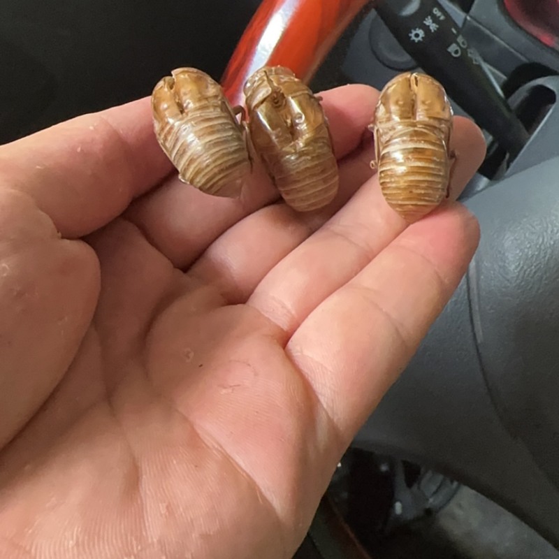 沙地蝉蜕3.5公分起干净整洁