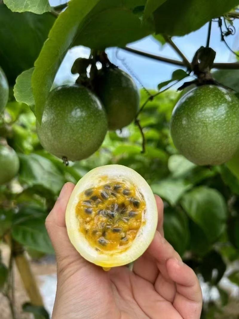 黄金百香果钦蜜9号果头大肉质饱满每天都是新鲜采摘发