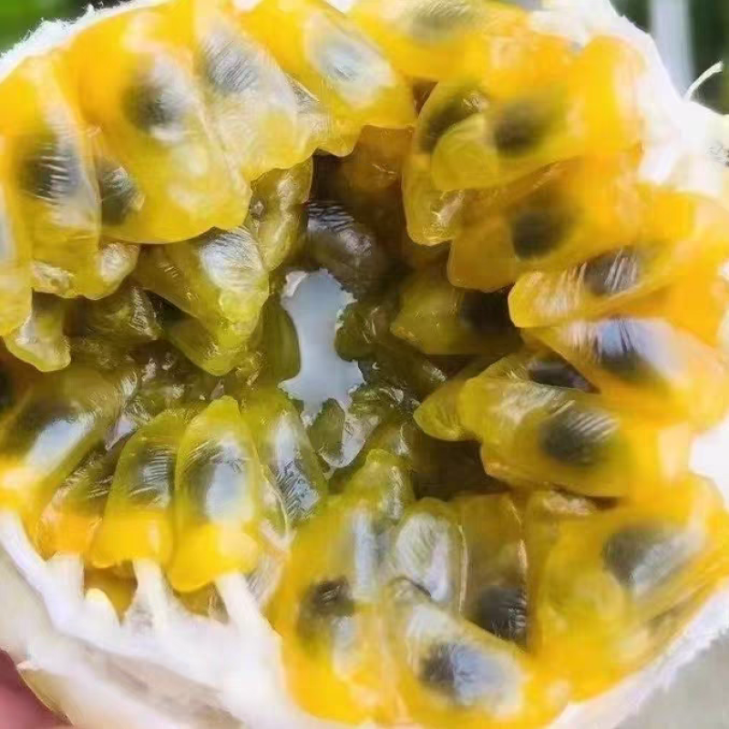 黄金百香果钦蜜9号果头大肉质饱满每天都是新鲜采摘发