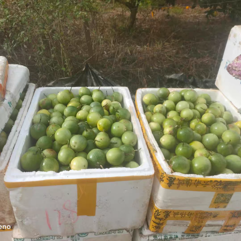 黄金百香果钦蜜9号果头大肉质饱满每天都是新鲜采摘发