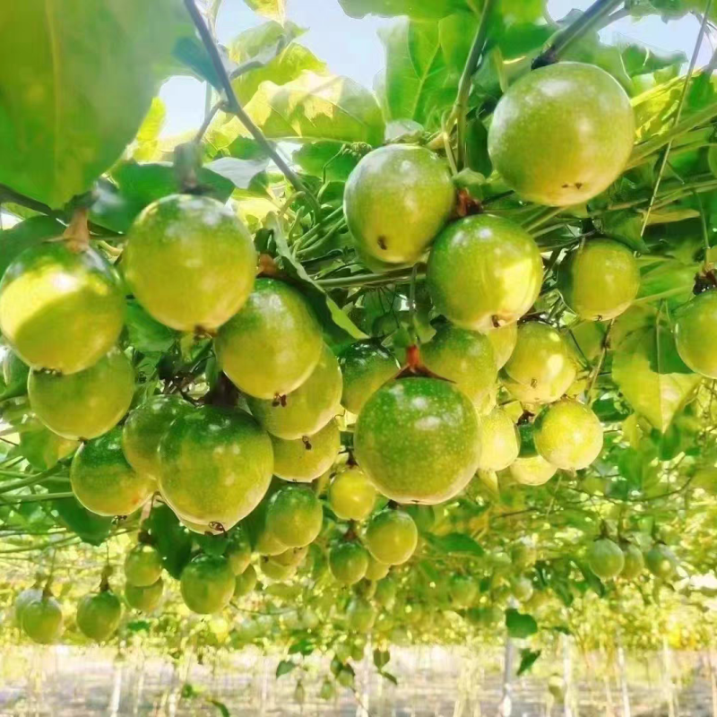 黄金百香果钦蜜9号果头大肉质饱满每天都是新鲜采摘发