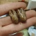 沙地蝉蜕3.5公分起干净整洁