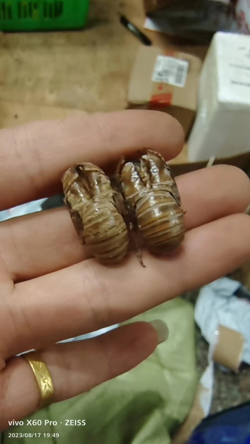 沙地蝉蜕3.5公分起干净整洁