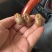 沙地蝉蜕3.5公分起干净整洁