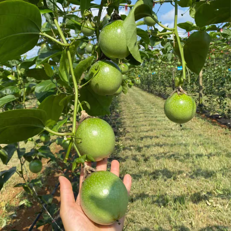 黄金百香果钦蜜9号果头大肉质饱满每天都是新鲜采摘发