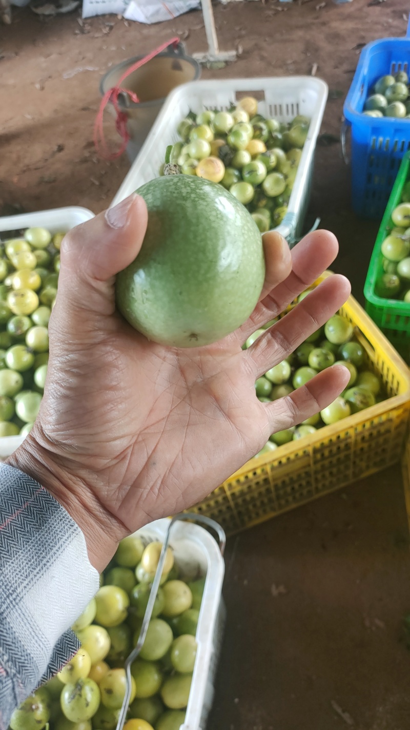 黄金百香果钦蜜9号果头大肉质饱满每天都是新鲜采摘发