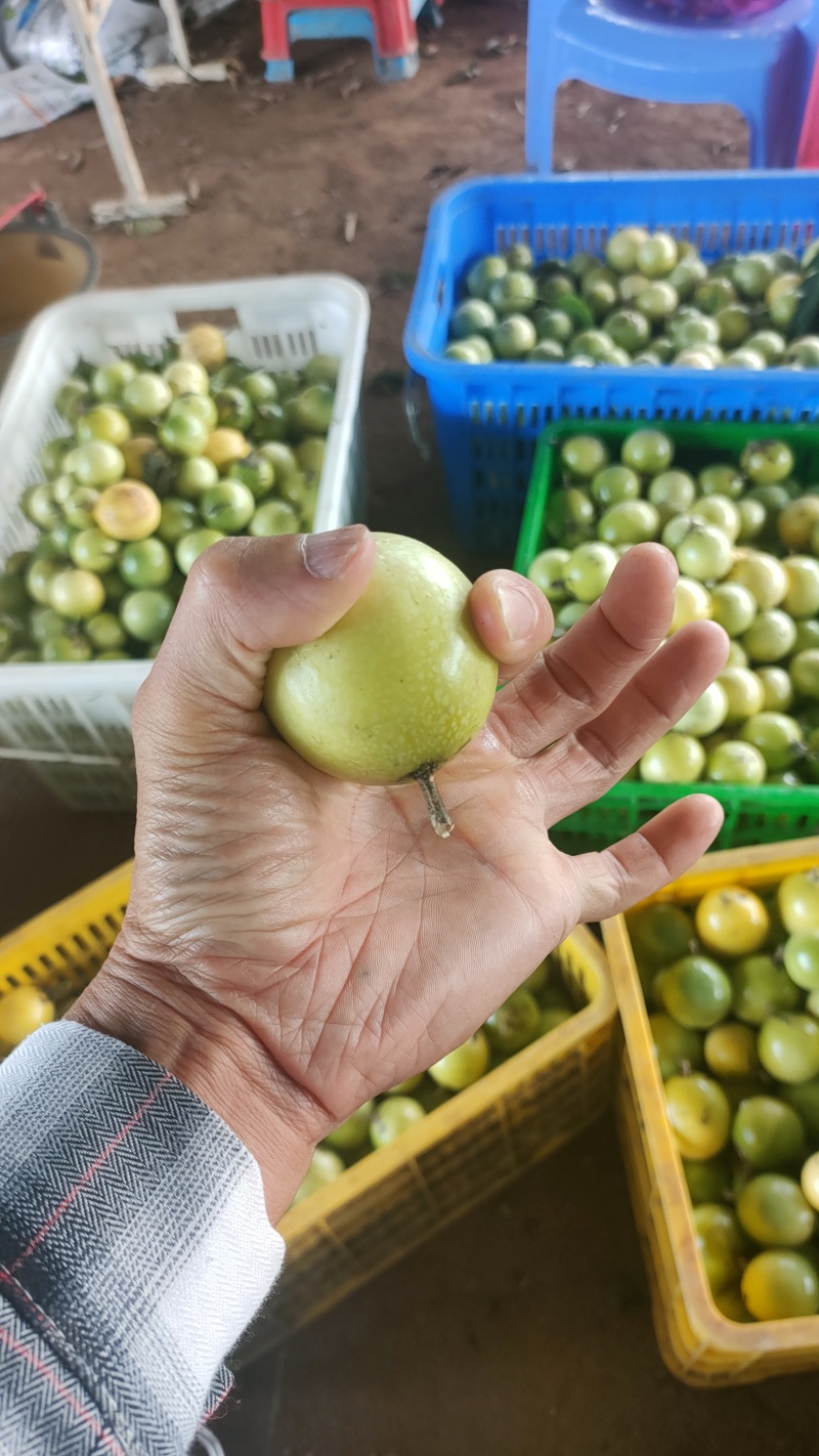 黄金百香果钦蜜9号果头大肉质饱满每天都是新鲜采摘发