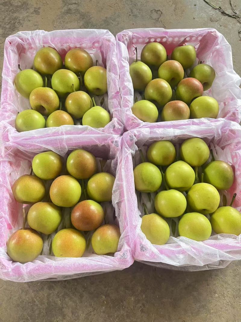 攀枝花米易露天蜜梨，蜂糖梨，丁香梨，大量上市中，价格便宜