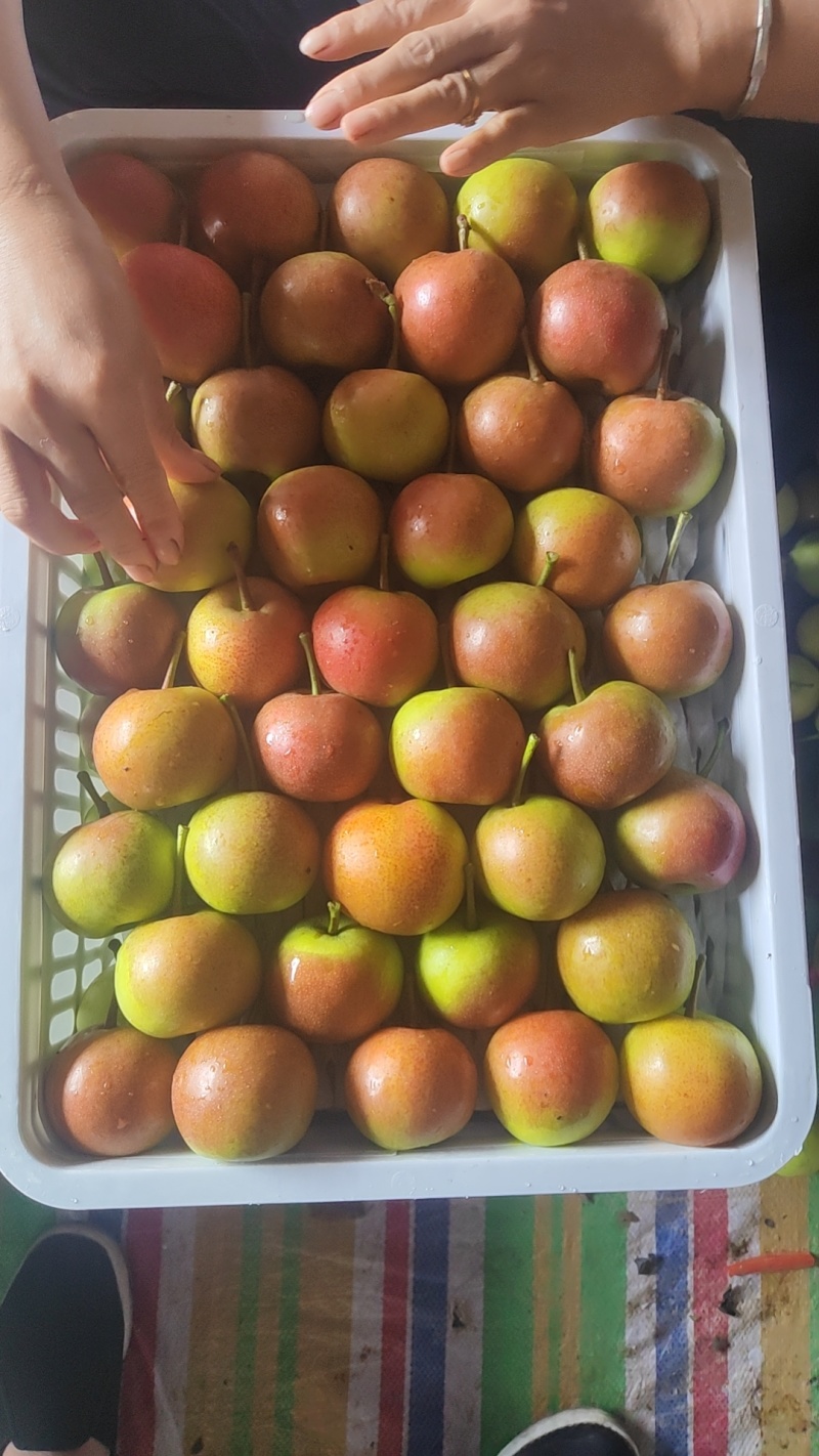攀枝花米易露天蜜梨，蜂糖梨，丁香梨，大量上市中，价格便宜