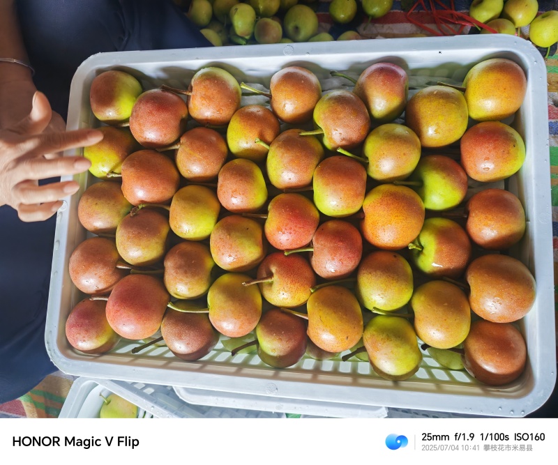 攀枝花米易露天蜜梨，蜂糖梨，丁香梨，大量上市中，价格便宜