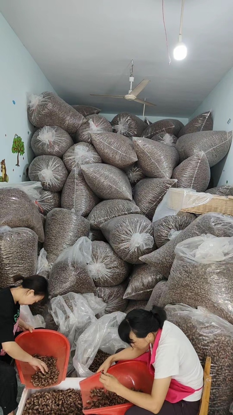 沙地蝉蜕3.5公分起干净整洁