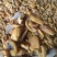 新疆英吉沙杏皮干自然的没有加工无硫磺的自然美