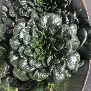 大叶黑塌菜种子叶片大肥厚墨绿乌塌菜种子耐寒耐抽苔黑乌塌菜