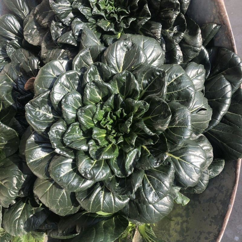 大叶黑塌菜种子叶片大肥厚墨绿乌塌菜种子耐寒耐抽苔黑乌塌菜