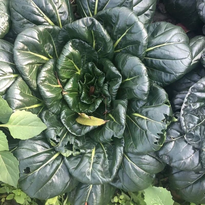 大叶黑塌菜种子叶片大肥厚墨绿乌塌菜种子耐寒耐抽苔黑乌塌菜