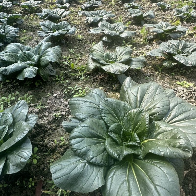 大叶黑塌菜种子叶片大肥厚墨绿乌塌菜种子耐寒耐抽苔黑乌塌菜