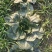 大叶黑塌菜种子叶片大肥厚墨绿乌塌菜种子耐寒耐抽苔黑乌塌菜