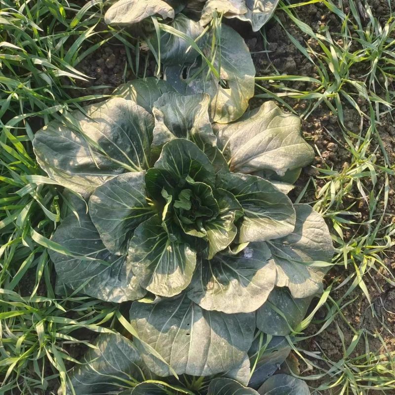 大叶黑塌菜种子叶片大肥厚墨绿乌塌菜种子耐寒耐抽苔黑乌塌菜