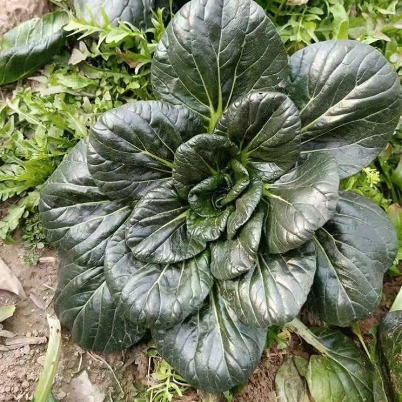 大叶黑塌菜种子叶片大肥厚墨绿乌塌菜种子耐寒耐抽苔黑乌塌菜