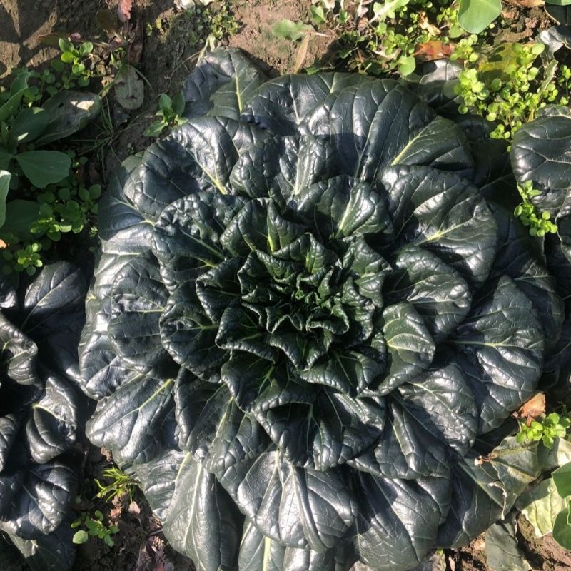 大叶黑塌菜种子叶片大肥厚墨绿乌塌菜种子耐寒耐抽苔黑乌塌菜