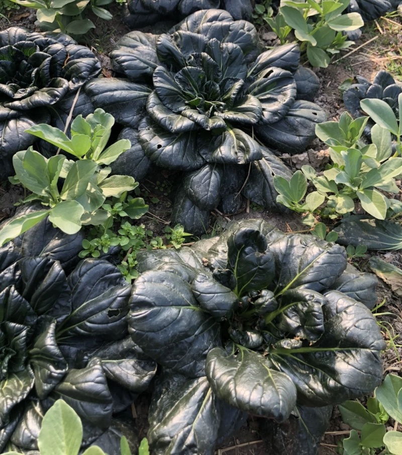 大叶黑塌菜种子叶片大肥厚墨绿乌塌菜种子耐寒耐抽苔黑乌塌菜