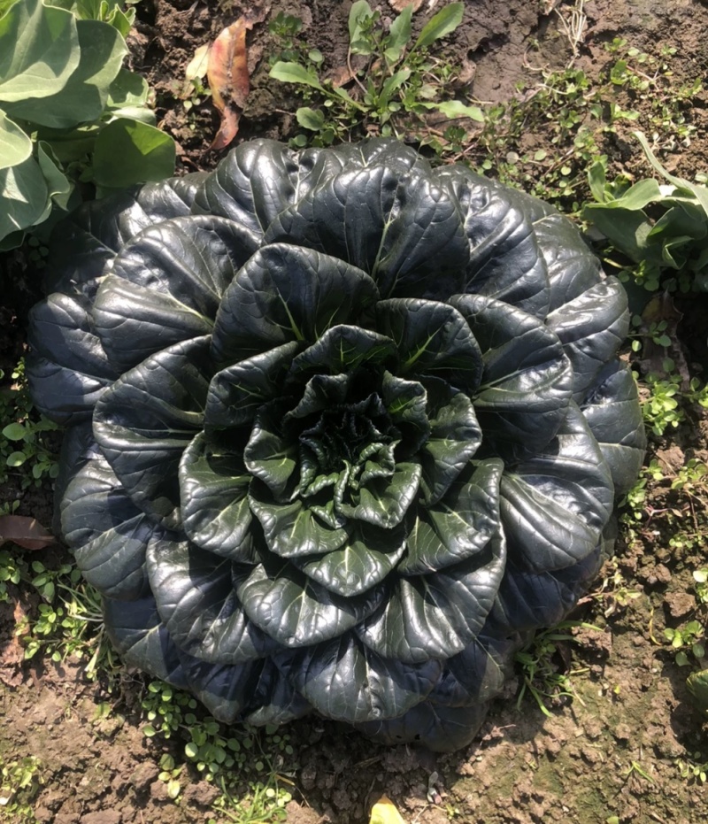 大叶黑塌菜种子叶片大肥厚墨绿乌塌菜种子耐寒耐抽苔黑乌塌菜