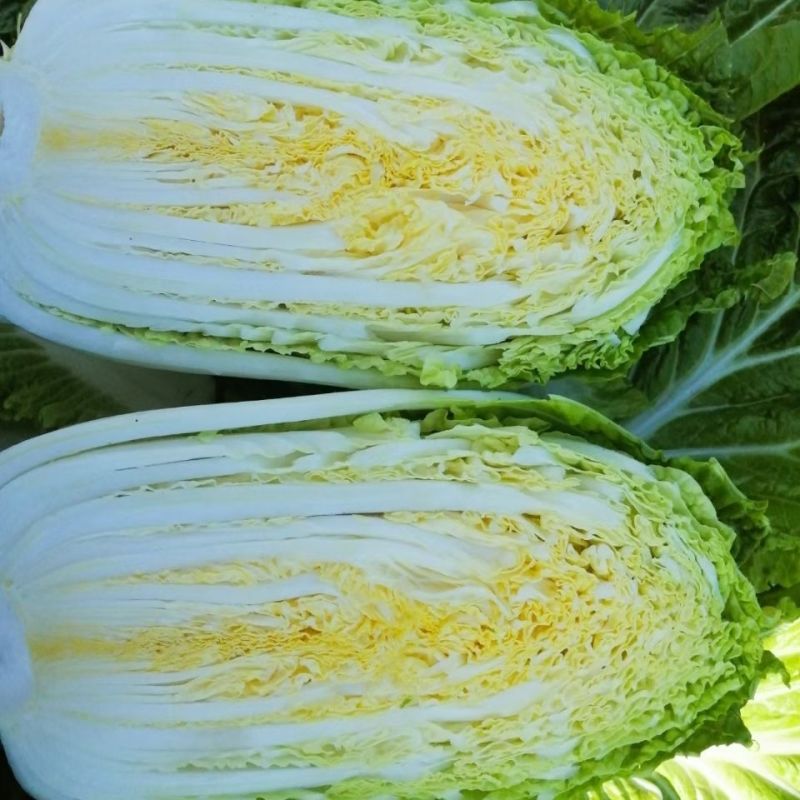 喜诺秋宝黄全黄芯大白菜种子口感好全黄芯高产抗病商品佳