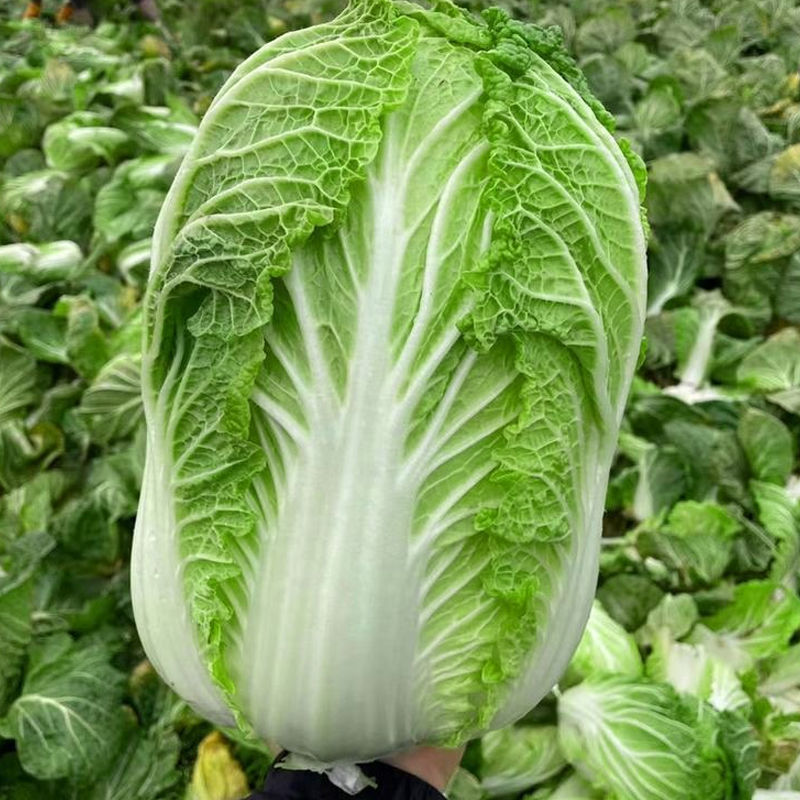 喜诺秋宝黄全黄芯大白菜种子口感好全黄芯高产抗病商品佳