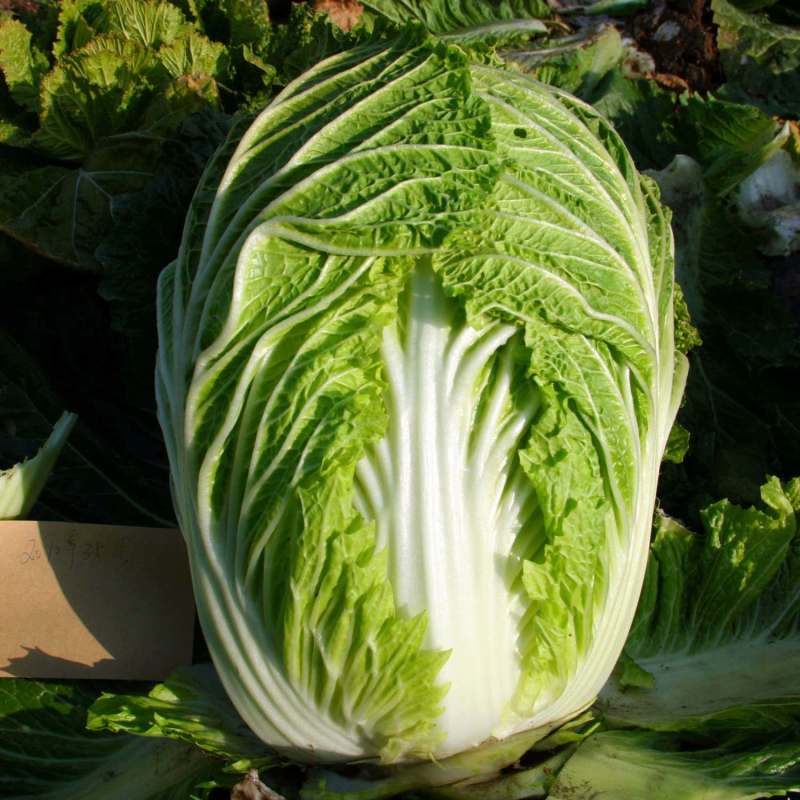 喜诺秋宝黄全黄芯大白菜种子口感好全黄芯高产抗病商品佳