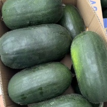 精品小冬瓜