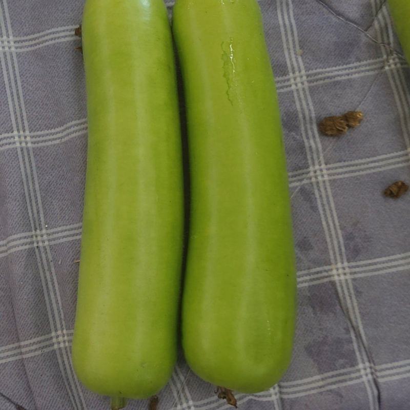 瓠子