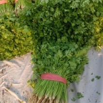 春唯413铁杆香菜种子油面大叶耐热耐寒耐抽苔耐捆扎四季播