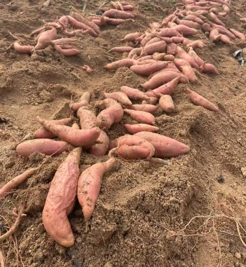 《精选》龙薯九号开封红薯现货供应规格齐全全国代发