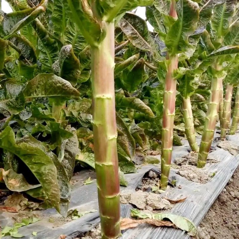 遍地红香红尖叶香莴笋种子高产抗病耐热耐寒农家菜园庭院蔬菜