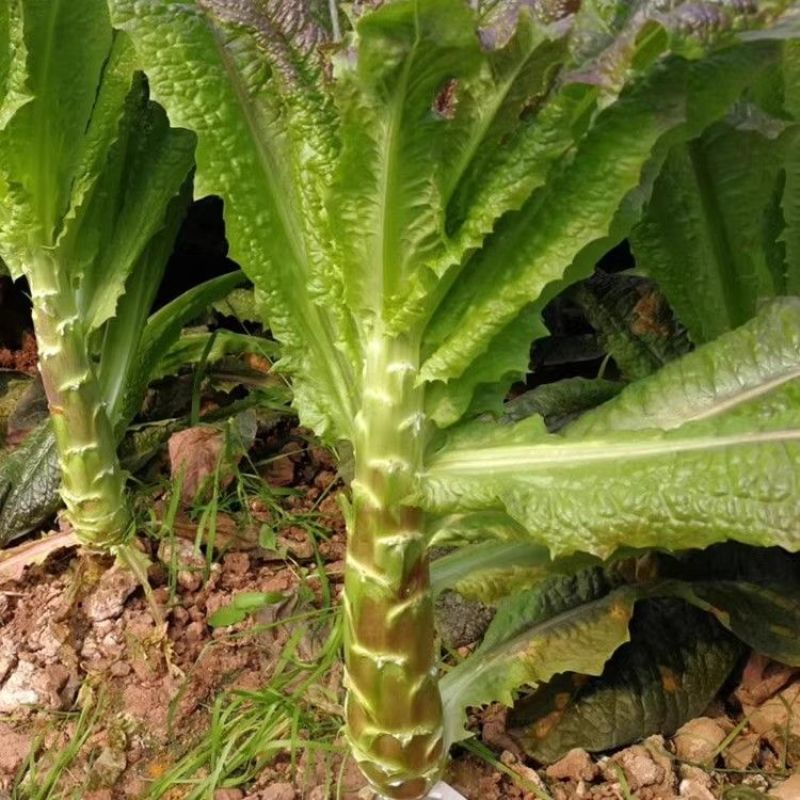 遍地红香红尖叶香莴笋种子高产抗病耐热耐寒农家菜园庭院蔬菜